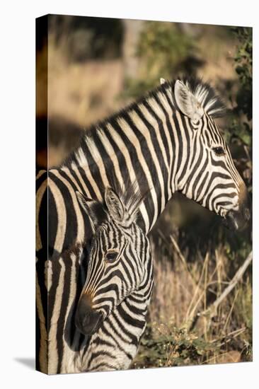 South Africa, Welgevonden Game Reserve. Adult and juvenile zebras.-Jaynes Gallery-Premier Image Canvas