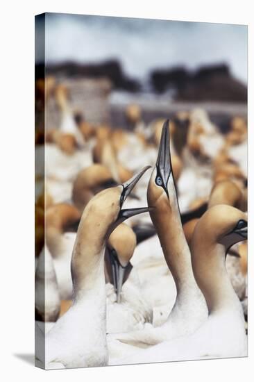 South Africa, Western Cape, High Jinks in the Gannet Colony-Stuart Westmorland-Premier Image Canvas