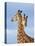 South African / Cape giraffe mock fighting, South Africa-Mary McDonald-Premier Image Canvas