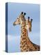 South African / Cape giraffe mock fighting, South Africa-Mary McDonald-Premier Image Canvas