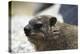 South African Dassie Rat 005-Bob Langrish-Premier Image Canvas