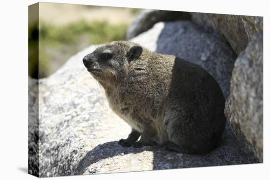 South African Dassie Rat 008-Bob Langrish-Premier Image Canvas