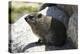 South African Dassie Rat 008-Bob Langrish-Premier Image Canvas