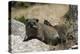 South African Dassie Rat 011-Bob Langrish-Premier Image Canvas