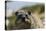 South African Dassie Rat 016-Bob Langrish-Premier Image Canvas