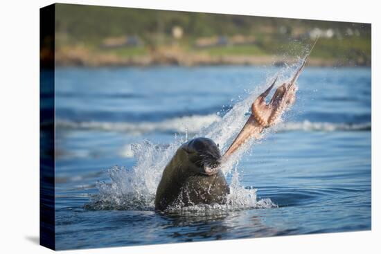 South African Fur Seal (Arctocephalus Pusillus Pusillus) Bull Breaking Apart Octopus-Wim van den Heever-Premier Image Canvas