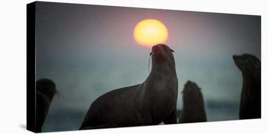 South African Fur Seal (Arctocephalus Pusillus Pusillus) with Setting Sun, Walvis Bay, Namibia-Wim van den Heever-Premier Image Canvas
