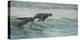 South African Fur Seals (Arctocephalus Pusillus Pusillus) Surfing Out on Wave. Walvisbay, Namibia-Wim van den Heever-Premier Image Canvas