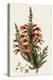 South African Heath, Erica Speciosa-Henry Andrews-Premier Image Canvas