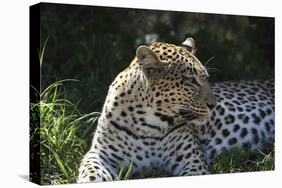 South African Leopard 001-Bob Langrish-Premier Image Canvas