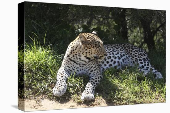 South African Leopard 002-Bob Langrish-Premier Image Canvas