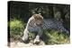 South African Leopard 002-Bob Langrish-Premier Image Canvas