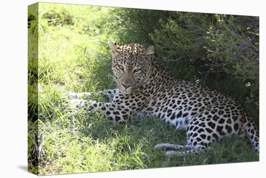 South African Leopard 004-Bob Langrish-Premier Image Canvas