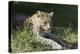 South African Leopard 006-Bob Langrish-Premier Image Canvas