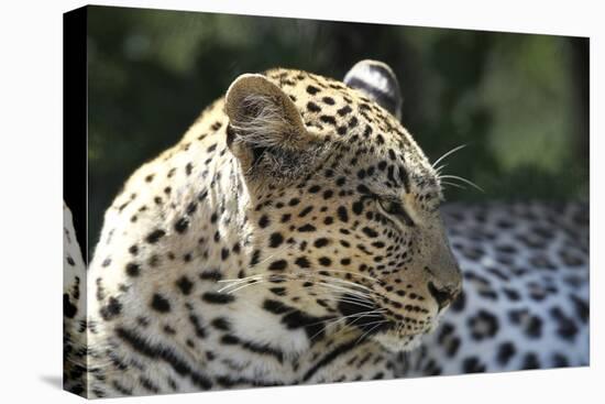 South African Leopard 007-Bob Langrish-Premier Image Canvas