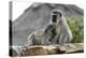 South African Vervet Monkey 005-Bob Langrish-Premier Image Canvas