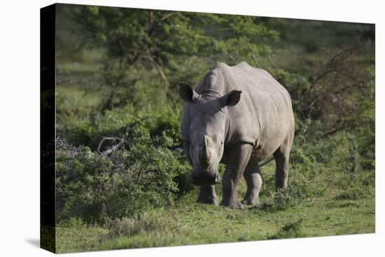 South African White Rhinoceros 011-Bob Langrish-Premier Image Canvas