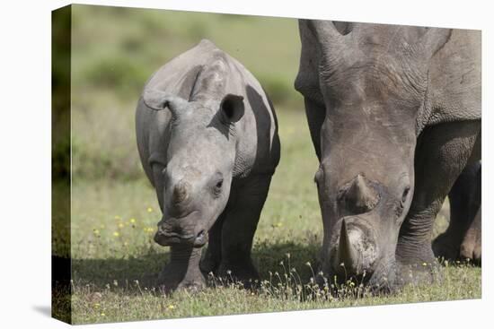 South African White Rhinoceros 014-Bob Langrish-Premier Image Canvas