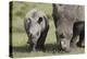 South African White Rhinoceros 014-Bob Langrish-Premier Image Canvas