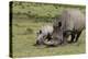 South African White Rhinoceros 016-Bob Langrish-Premier Image Canvas