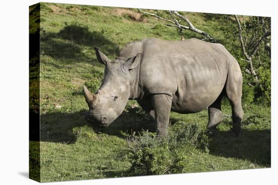 South African White Rhinoceros 022-Bob Langrish-Premier Image Canvas