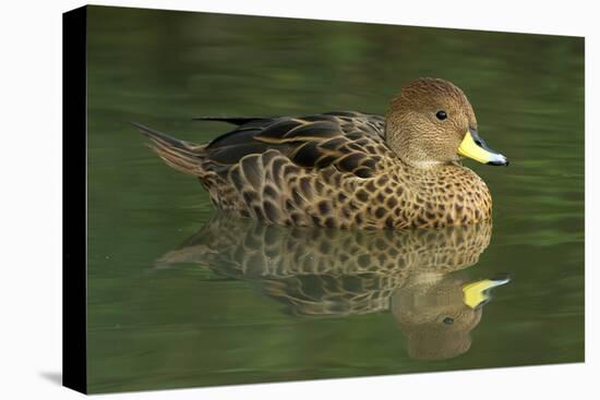 South America. Anas Georgica Georgica, South Georgia Pintail, Endangered Duck-David Slater-Premier Image Canvas