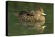 South America. Anas Georgica Georgica, South Georgia Pintail, Endangered Duck-David Slater-Premier Image Canvas