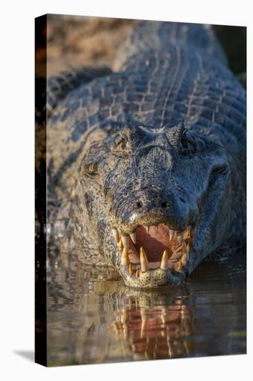 South America, Brazil, Cuiaba River, Pantanal Wetlands, Yacare Caiman with Open Mouth-Judith Zimmerman-Premier Image Canvas