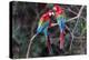 South America, Brazil, Mato Grosso do Sul, Jardim, A pair of red-and-green macaws together.-Ellen Goff-Premier Image Canvas