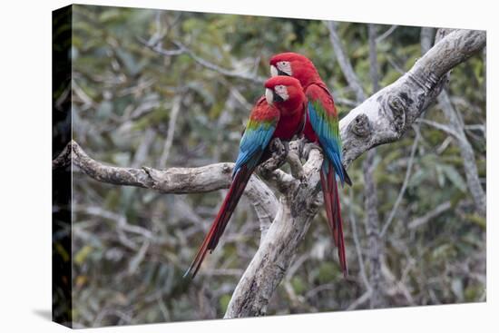 South America, Brazil, Mato Grosso do Sul, Jardim, A pair of red-and-green macaws together.-Ellen Goff-Premier Image Canvas