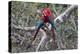 South America, Brazil, Mato Grosso do Sul, Jardim, A pair of red-and-green macaws together.-Ellen Goff-Premier Image Canvas