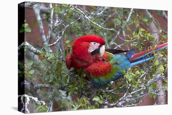 South America, Brazil, Mato Grosso do Sul, Jardim, Red-and-green macaw.-Ellen Goff-Premier Image Canvas