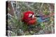 South America, Brazil, Mato Grosso do Sul, Jardim, Red-and-green macaw.-Ellen Goff-Premier Image Canvas