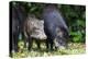 South America, Brazil, Mato Grosso do Sul, white-lipped peccary and young.-Ellen Goff-Premier Image Canvas