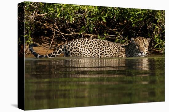 South America, Brazil, Pantanal Wetlands, Jaguar Preparing to Cross the Three Brothers River-Judith Zimmerman-Premier Image Canvas