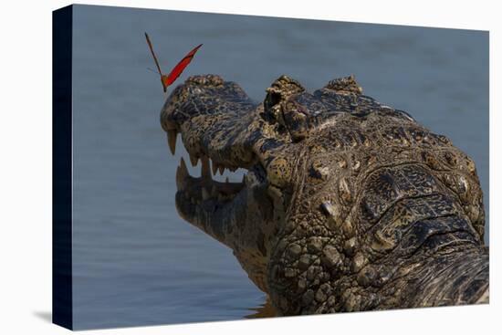 South America, Brazil, Pantanal Wetlands, Yacare Caiman and Butterfly on the Cuiaba River-Judith Zimmerman-Premier Image Canvas