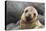 South America, Ecuador, Galapagos Islands. Portrait of Sea Lion Pup-Jaynes Gallery-Premier Image Canvas