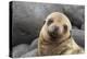 South America, Ecuador, Galapagos Islands. Portrait of Sea Lion Pup-Jaynes Gallery-Premier Image Canvas