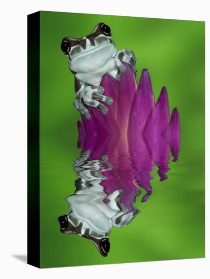 South America, Panama. Amazon milk frog reflects in water.-Jaynes Gallery-Premier Image Canvas