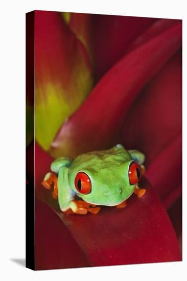 South America, Panama. Red-eyed tree frog on bromeliad flower.-Jaynes Gallery-Premier Image Canvas