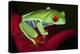 South America, Panama. Red-eyed tree frog on bromeliad flower.-Jaynes Gallery-Premier Image Canvas