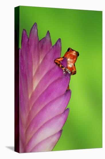 South America, Panama. Strawberry poison dart frog on bromeliad flower.-Jaynes Gallery-Premier Image Canvas