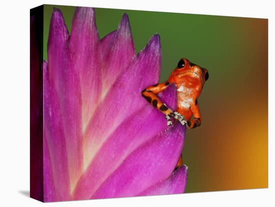 South America, Panama. Strawberry poison dart frog on bromeliad flower.-Jaynes Gallery-Premier Image Canvas