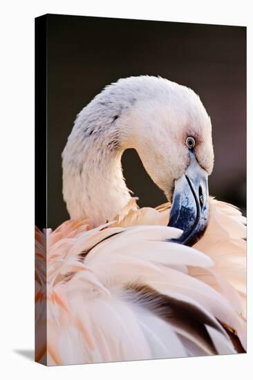 South America. Phoenicopterus Chilensis, Immature Chilean Flamingo Portrait-David Slater-Premier Image Canvas