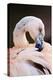 South America. Phoenicopterus Chilensis, Immature Chilean Flamingo Portrait-David Slater-Premier Image Canvas