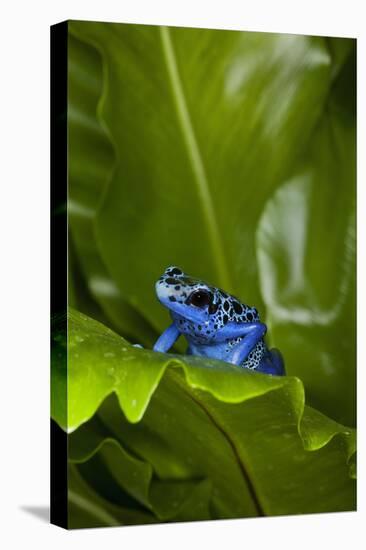 South America, Suriname. Blue dart frog on leaf.-Jaynes Gallery-Premier Image Canvas