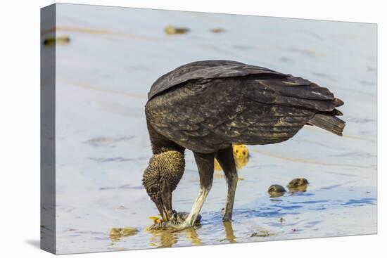 South American Black Vulture Eating Dead Fish on a Popular Beach, Puntarenas, Costa Rica-Rob Francis-Premier Image Canvas