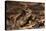 South American Crested Toad, Yasuni NP, Amazon Rainforest, Ecuador-Pete Oxford-Premier Image Canvas