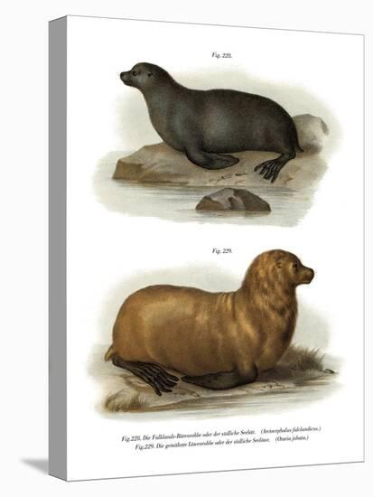 South American Fur Seal, 1860-null-Premier Image Canvas