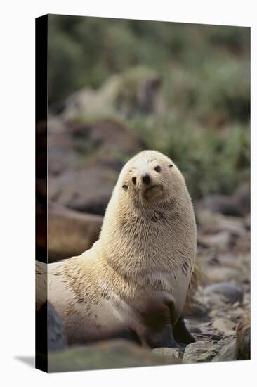 South American Fur Seal-DLILLC-Premier Image Canvas